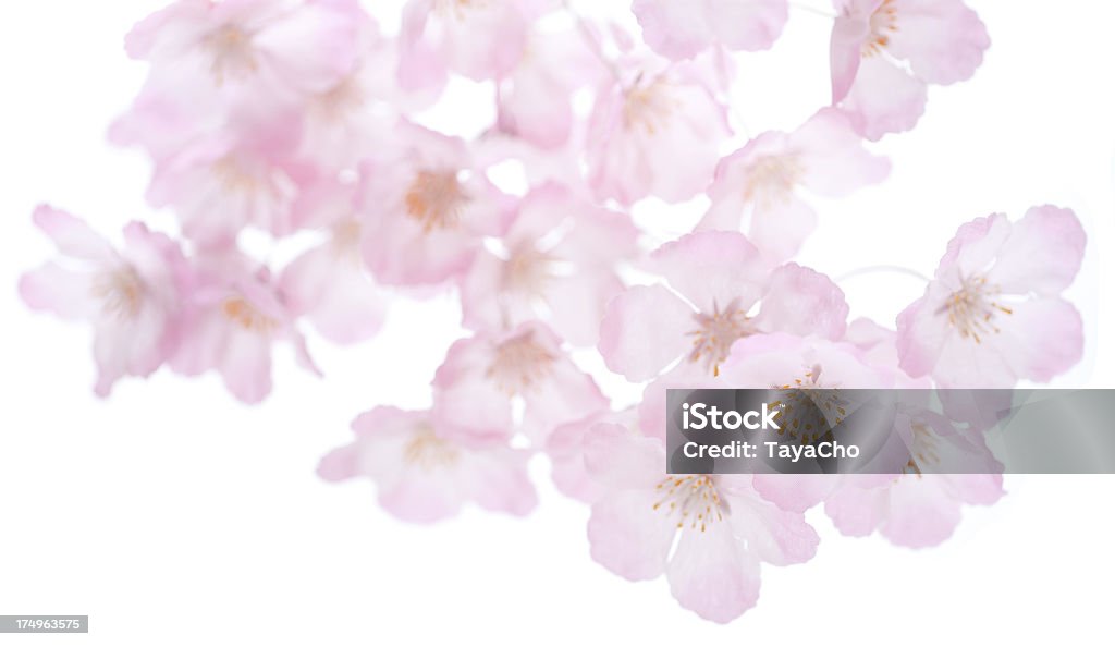 Rosa fiori di ciliegio - Foto stock royalty-free di Bocciolo