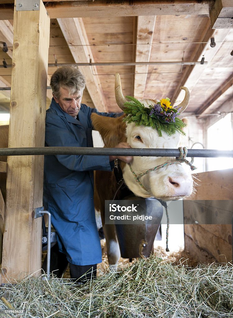 Agriculteur brosser de vache - Photo de Agriculteur libre de droits