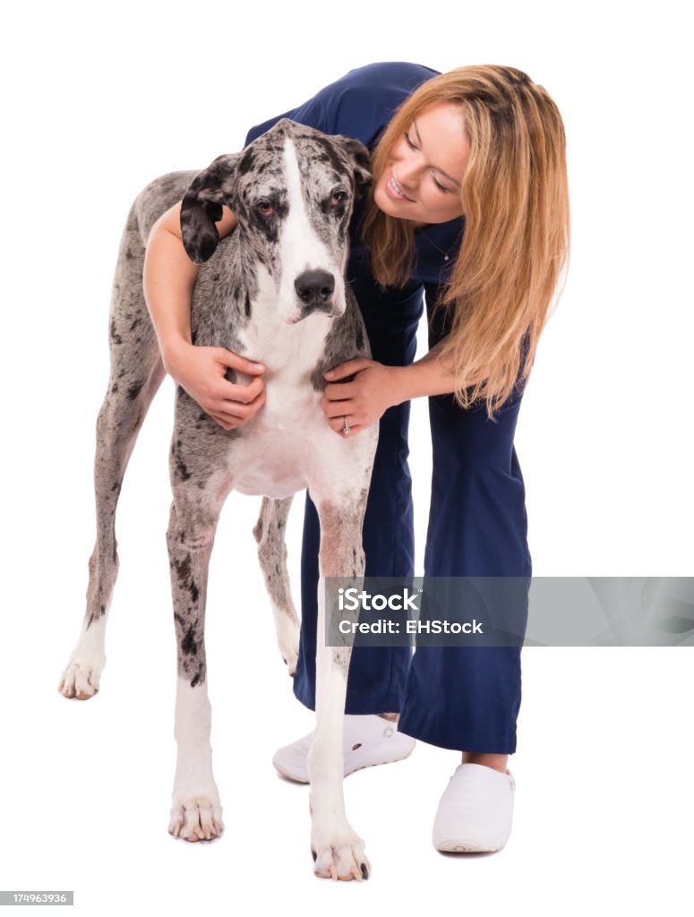 Mujer veterinarios médico enfermera con gran danés perro en blanco - Foto de stock de Técnico libre de derechos