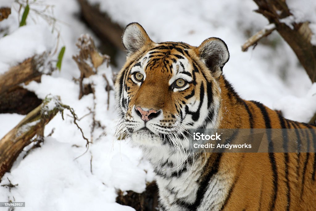 Sibirischer Tiger im Winter - Lizenzfrei Schnee Stock-Foto