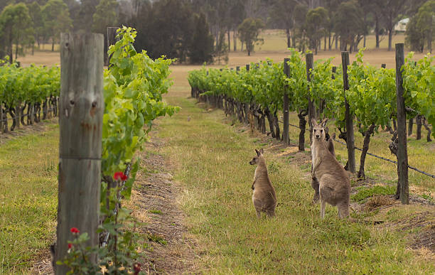 Hunter valley kangaroos in the vineyard stock photo