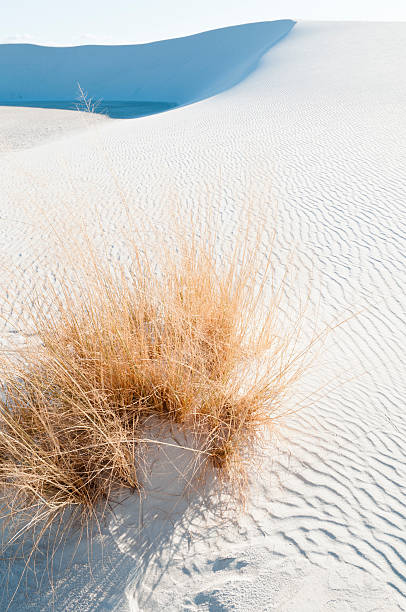 istock Tufts of Grass protrude through dune 174964042