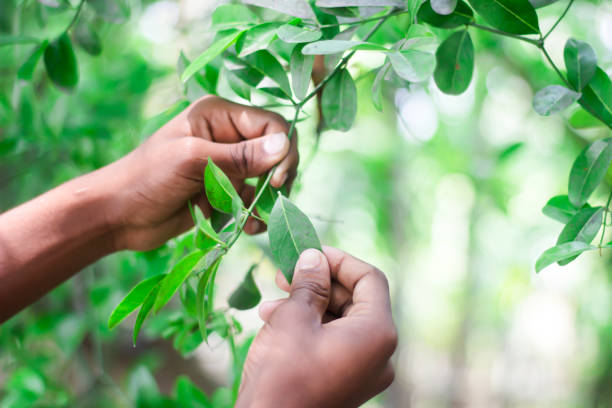 istock A man holds a tree leaf with hands and green background 1749640568