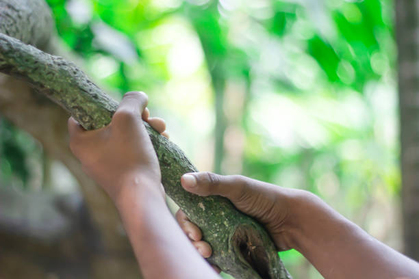 istock A man holds a tree branch with hands and green background 1749640570