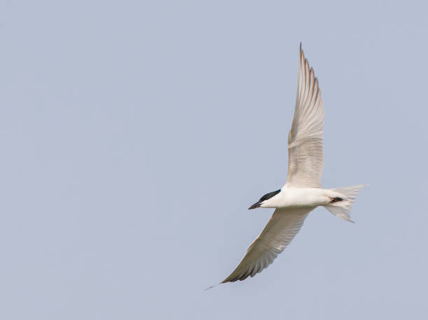 istock Gull-billed tern, Gelochelidon nilotica affinis 1749641080