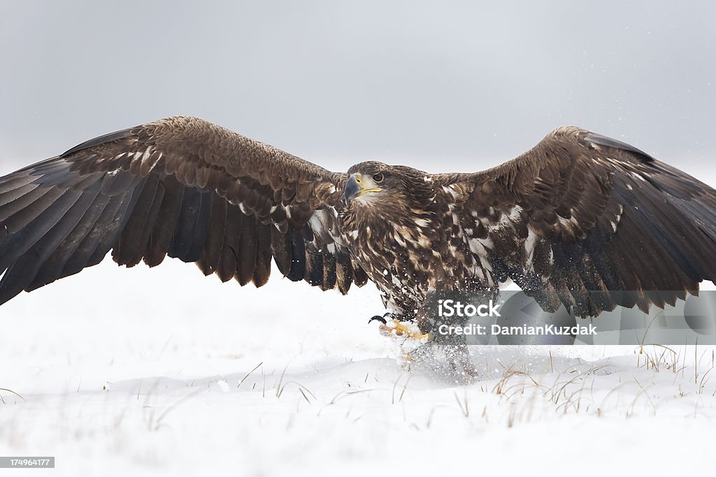 Pygargue à queue blanche - Photo de Aigle libre de droits