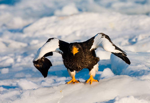 istock Stellers Sea-eagle, Haliaeetus pelagicus 1749642755