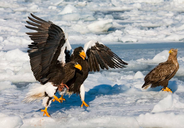 istock Stellers Sea-eagle, Haliaeetus pelagicus 1749643191