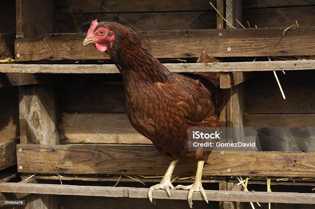 Lone Rhode Island Red Hen Roosting w pobliżu obszaru Nesting - Zbiór zdjęć royalty-free (Bez ludzi)