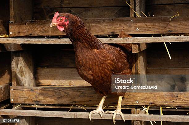 Lone Rhode Island Red Hen Roosting W Pobliżu Obszaru Nesting - zdjęcia stockowe i więcej obrazów Bez ludzi