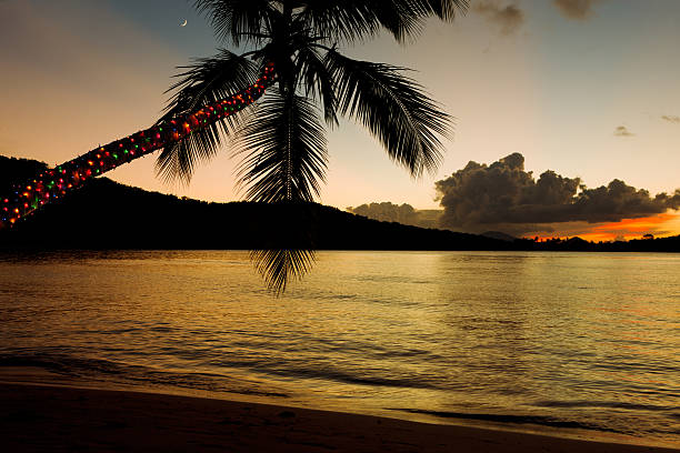 illuminations de noël sur un palmier sur la plage dans les caraïbes - christmas palm tree island christmas lights photos et images de collection