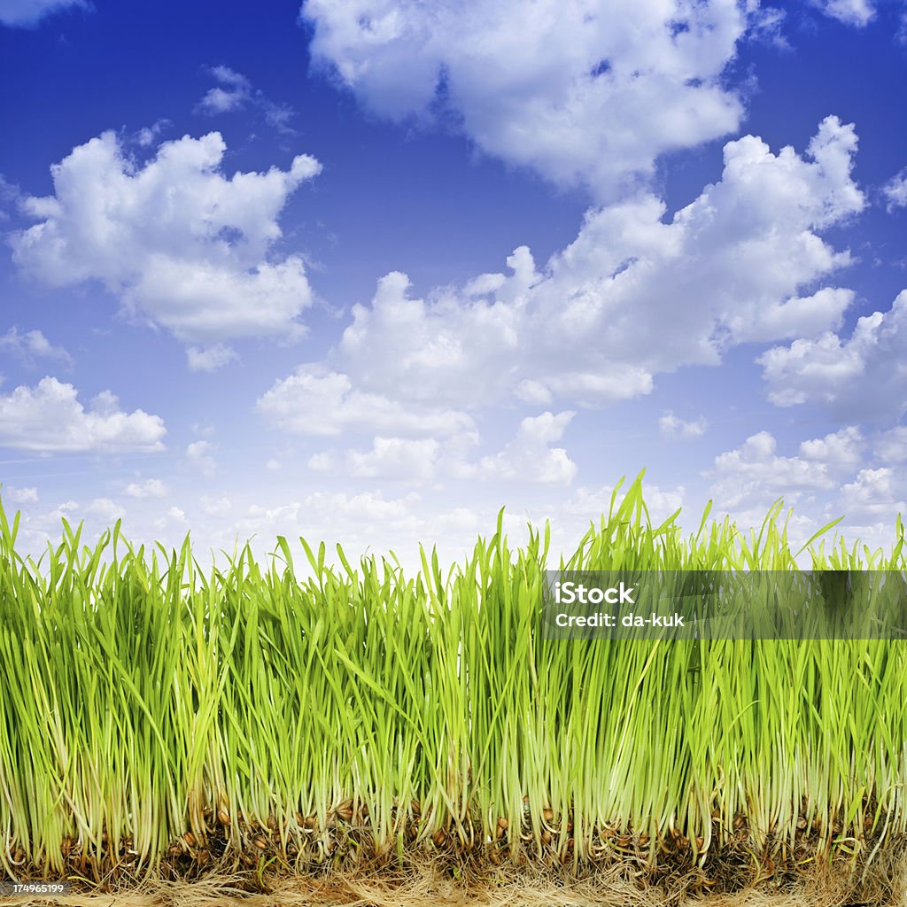 Herbe verte contre le ciel changeant - Photo de Blanc libre de droits