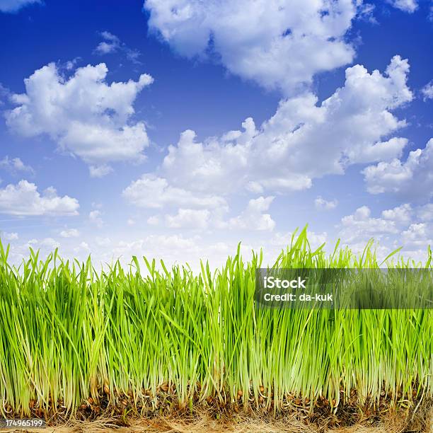 Photo libre de droit de Herbe Verte Contre Le Ciel Changeant banque d'images et plus d'images libres de droit de Blanc - Blanc, Brin d'herbe, Carré - Composition