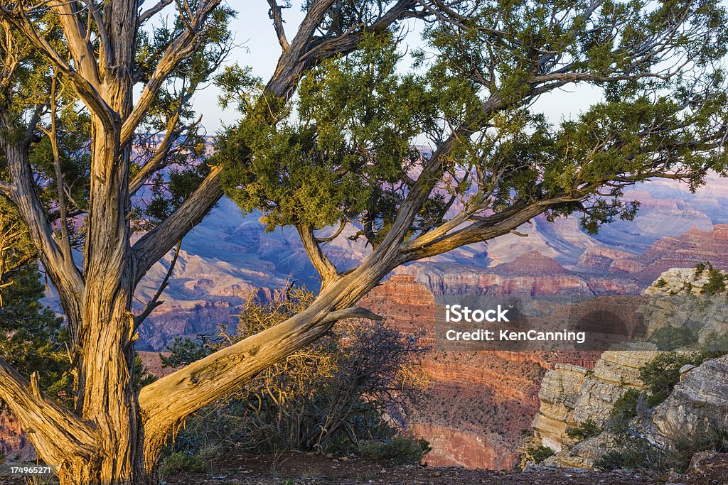 Gran Cañón y Juniper - Foto de stock de Aire libre libre de derechos