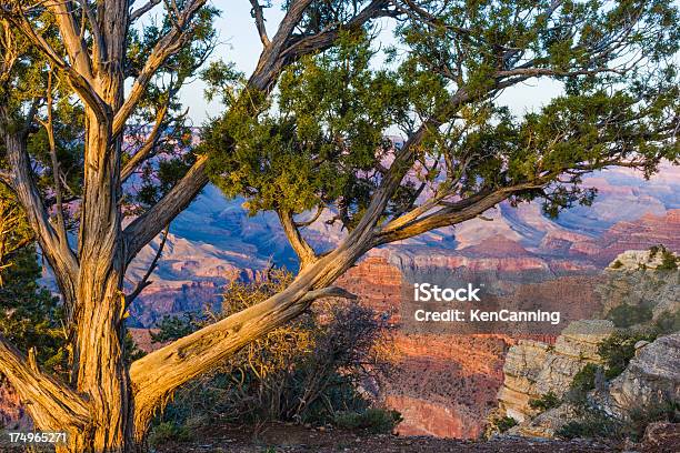 Grand Canyon E Ginepro - Fotografie stock e altre immagini di Albero - Albero, Albero sempreverde, Ambientazione esterna