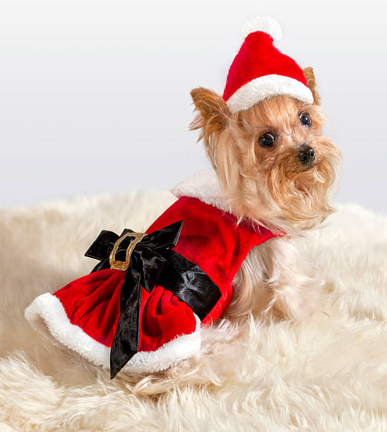 istock Santa Claus Yorkie 174965471