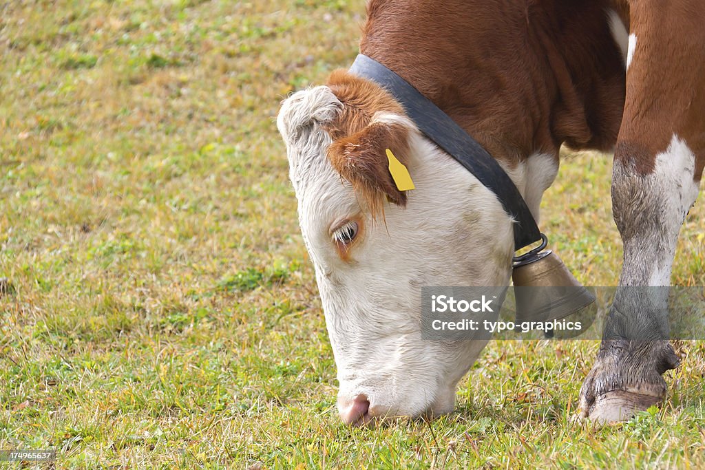 Cabeça de uma vaca - Foto de stock de Agricultura royalty-free