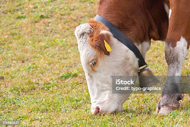 Foto de Cabeça De Uma Vaca e mais fotos de stock de Agricultura - Agricultura, Alimentar, Alpes europeus