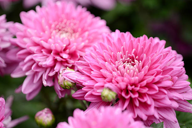 istock Purple Chrysanthemum flower 174965661