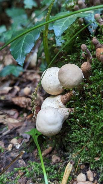 istock Mushroom boletus on green grass in sunlight 1749657199