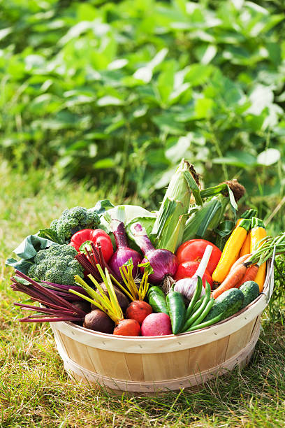 bushel świeżo zebranych ogród z warzyw w polu vt - bushel broccoli freshness basket zdjęcia i obrazy z banku zdjęć