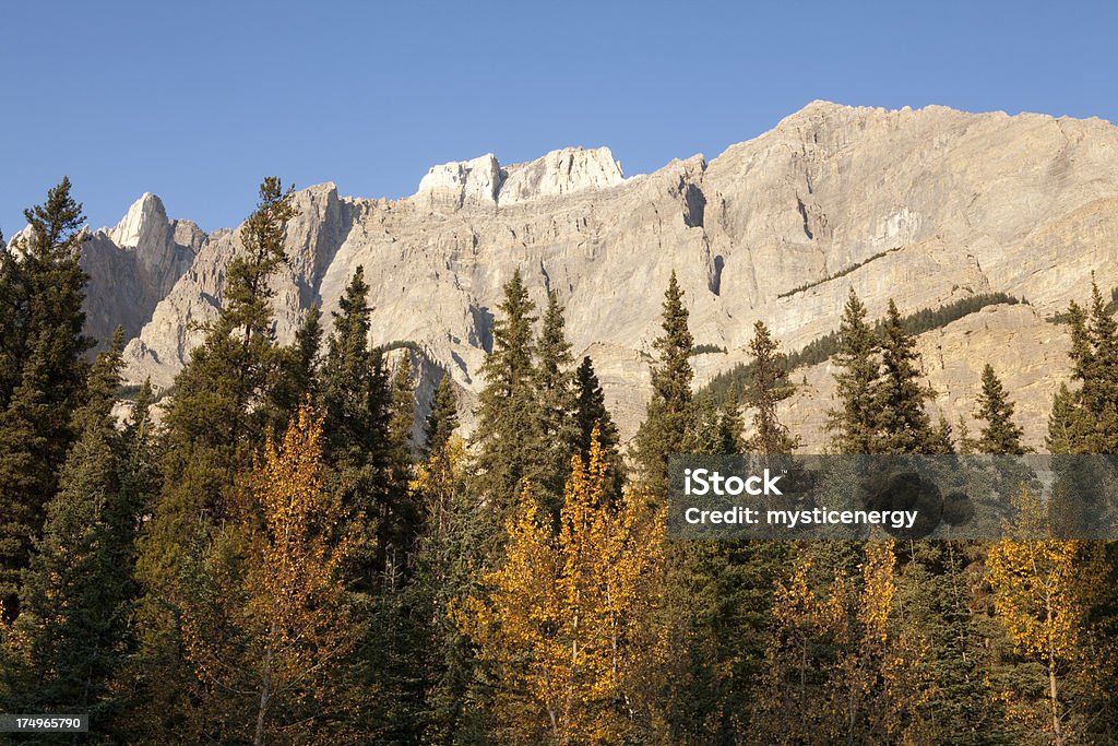 Montagne rocciose canadesi - Foto stock royalty-free di Abete