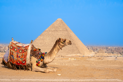 Camel against Giza pyramids in Egypt
