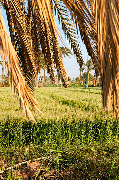 campo de trigo y palm fronds en egipto - fayoum fotografías e imágenes de stock