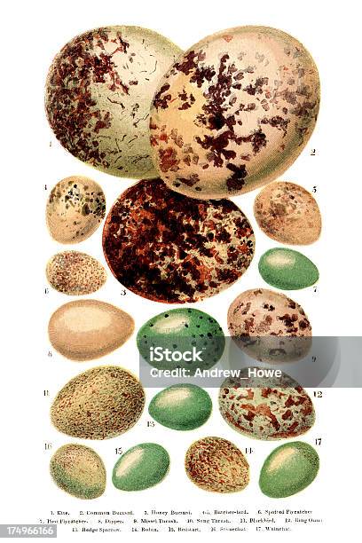 British Europeo Uccelli Uova Incisione - Immagini vettoriali stock e altre immagini di Uovo - Stadio di vita di animale - Uovo - Stadio di vita di animale, Uccello, Illustrazione