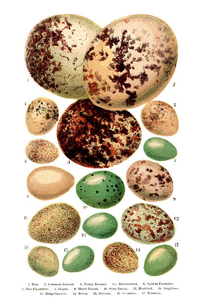 British - European Birds Eggs Engraving 1. Kite2. Common Buzzard3. Honey Buzzard4. & 5. Butcher Bird (Shrike)6. Spotted Flycatcher7. Pied Flycatcher8. Dipper9. Mistle Thrush10. Song Thrush11. Blackbird12. Ring Ouzel13. Hedge Sparrow (Dunnock)14. Robin15. Redstart16. Stonechat17. WhinchatVictorian Hand Coloured Engravings from 1877 public domain images stock illustrations