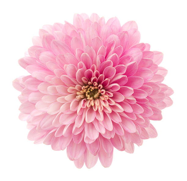 chrysantheme. - deep focus stock-fotos und bilder