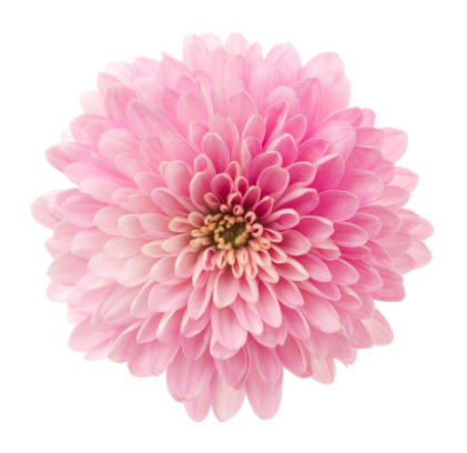 Pink flower on white background