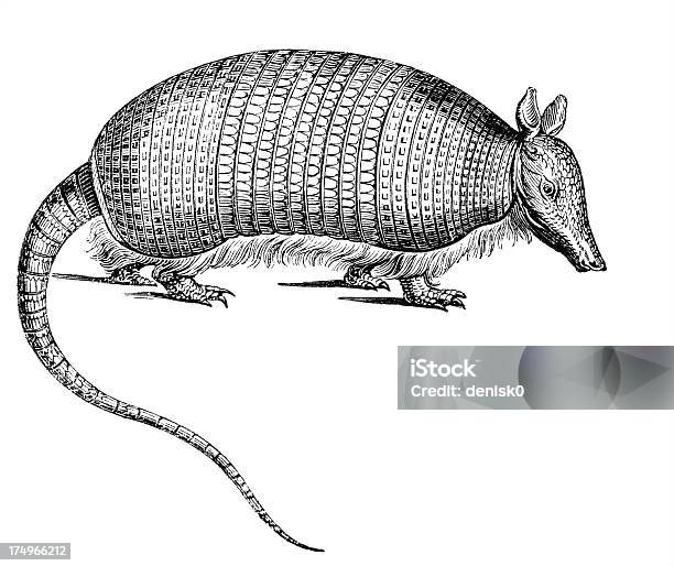 Armadillo - Immagini vettoriali stock e altre immagini di Armadillo - Armadillo, Illustrazione, Animale