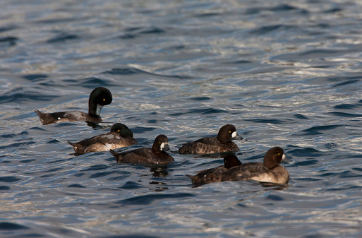 Groep zwemmende Toppereenden; Flock of swimming Greater Scaups