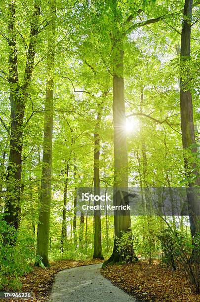 Laubwaldes In Einem Park Im Sonnenlicht Stockfoto und mehr Bilder von Ast - Pflanzenbestandteil - Ast - Pflanzenbestandteil, Baum, Blatt - Pflanzenbestandteile
