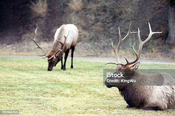 Bull River Elk In Wiese Stockfoto und mehr Bilder von Braun - Braun, Bulle - Männliches Tier, Fotografie