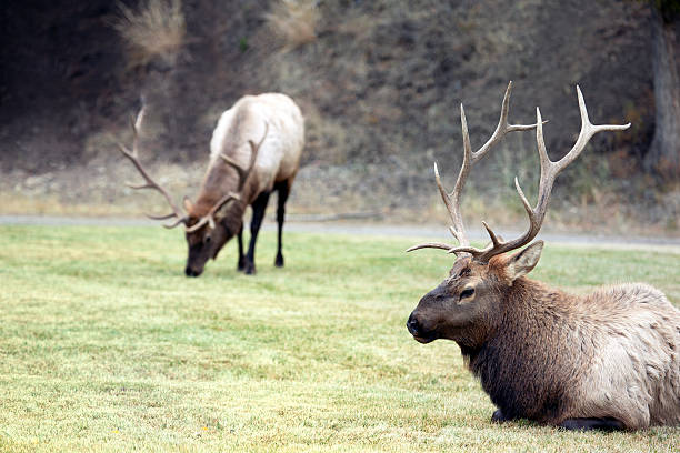 istock Bull Elk in Meadow 174966254