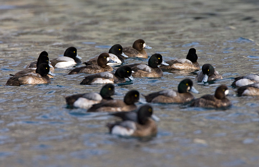 Groep zwemmende Toppereenden; Flock of swimming Greater Scaups