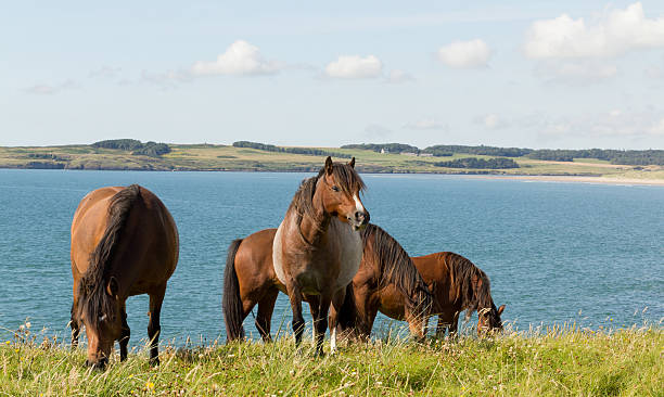 oh, adoro para além da erigeron. - horse animals in the wild water beach imagens e fotografias de stock