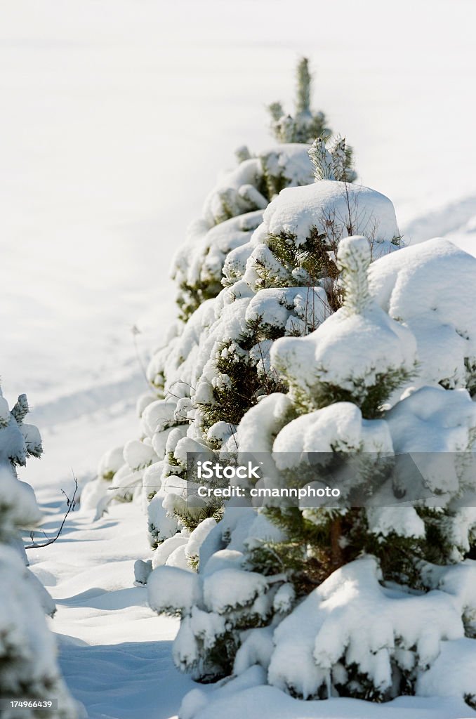 Sapin de Noël de la ferme - Photo de Pépinière de sapins de Noël libre de droits