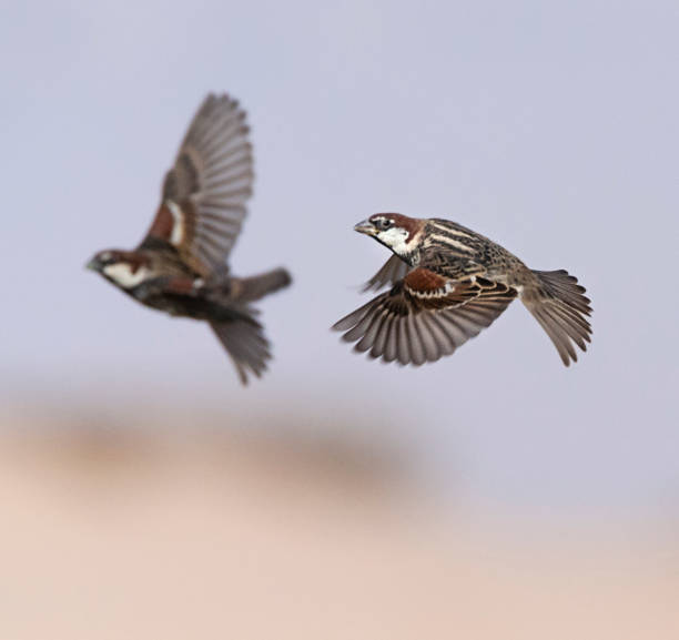 istock Spaanse Mus, Spanish Sparrow, Passer hispaniolensis 1749665991