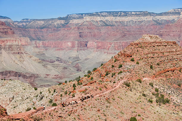 istock Mule Train in the Grand Canyon 174966683