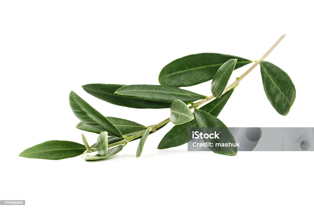 Olive tree branch  Agriculture Stock Photo