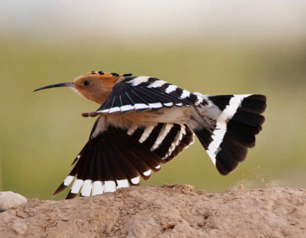 istock Hop, Eurasian Hoopoe, Upupa epops 1749667070