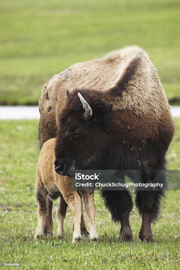 Buffalo-Bison-Kuh stillende Kalbsleder - Lizenzfrei Amerikanischer Bison Stock-Foto