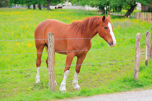 istock Beautiful horse chestnut color in meadow 174967182
