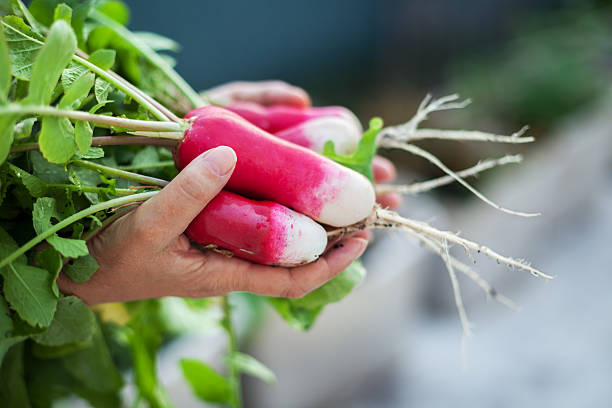 istock Fresh Organic Radishes 174967266