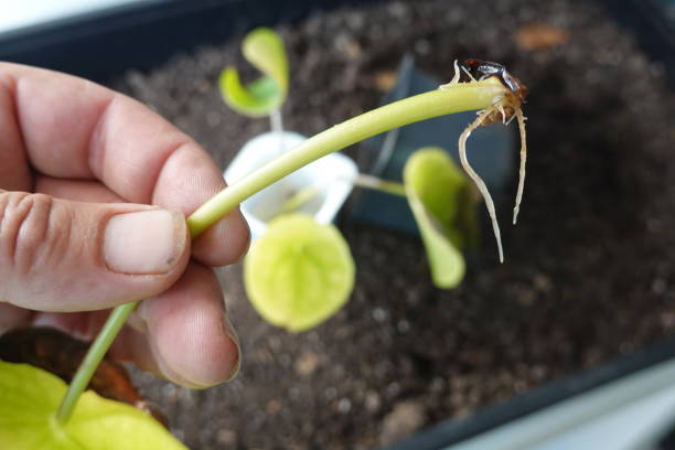 how to reproduce pilea peperomioides or chinese money plant. root cutting in water. how to reproduce pilea peperomioides or chinese money plant. root cutting in water. at home rooted cutting stock pictures, royalty-free photos & images