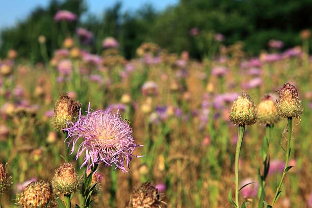 istock Field of Purple Thistle Flowers 174967441
