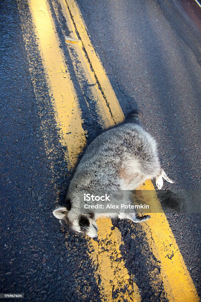 Raton laveur frappé par voiture, sur l'autoroute - Photo de Animal mort libre de droits